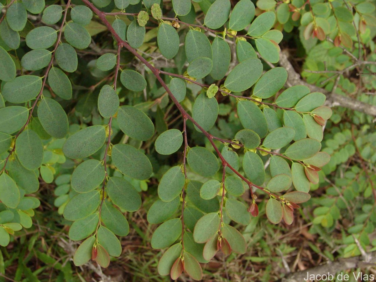 Phyllanthus retusus Dennst.